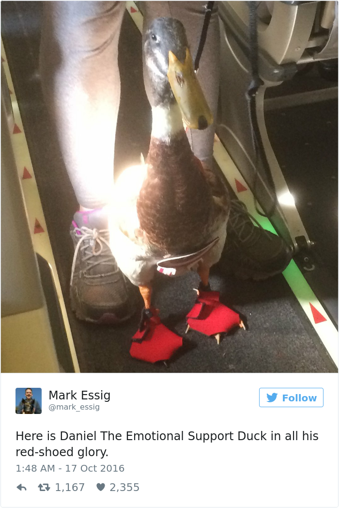 emotional-support-duck-flight-2