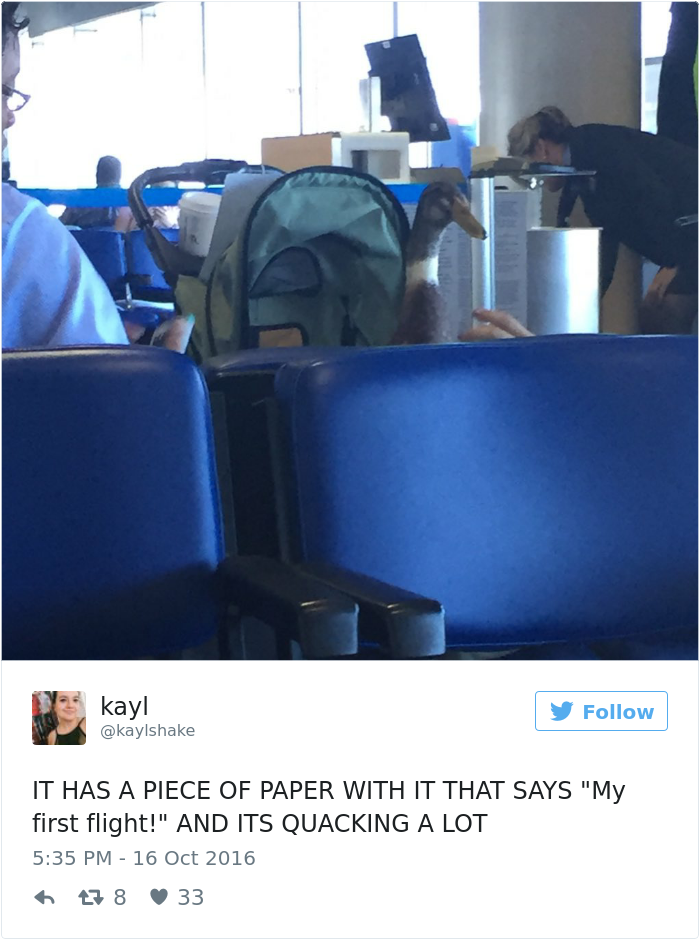 emotional-support-duck-flight-6