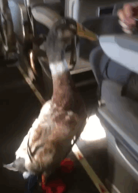 emotional-support-duck-flight-7