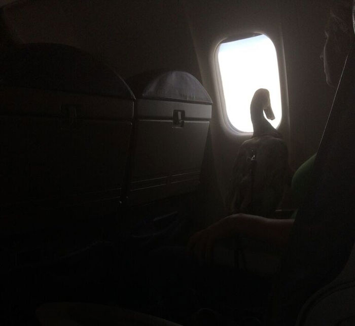 emotional-support-duck-flight-9