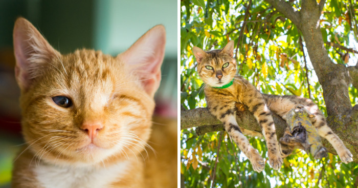 I Photograph Cats And Kittens At The Cat House On The Kings To Promote Adoption