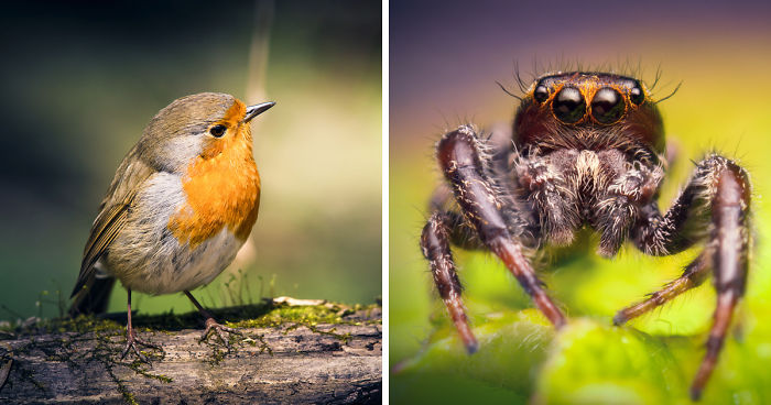 Can You See The Life Behind The Form?
i Take Animal Portraits To Show Life Is The Same Behind All Form