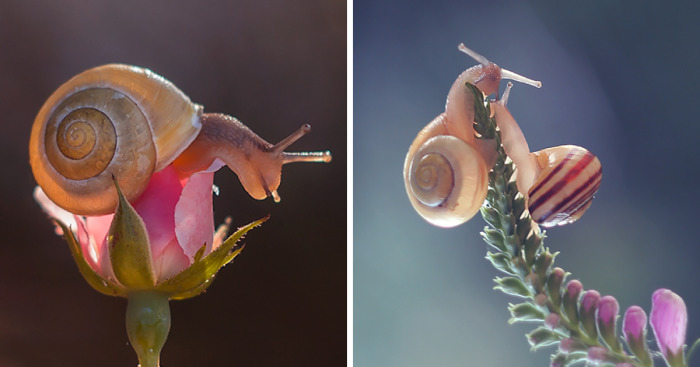I Photographed Fairy-Tale World Of Snails In Poland