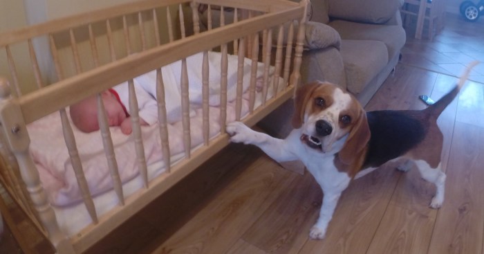 Sweet Dog Puts His Baby Sister To Sleep In A Swing Crib