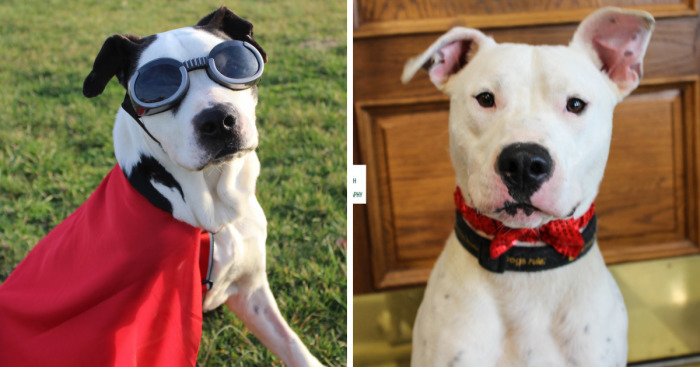 I Save Shelter Dogs One Photo At A Time