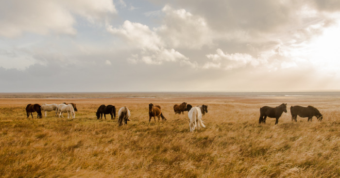 I Spent A Week In Iceland, My Heart Will Stay There Forever