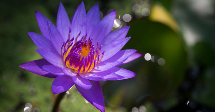 I Travel The World To Photograph Waterlilies
