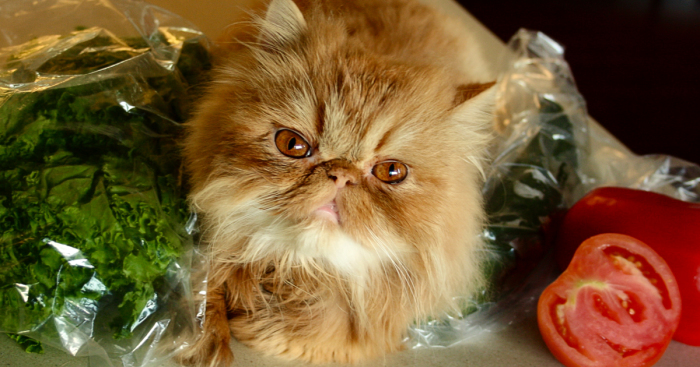 Meet Lord Wellington The Cat: Natural Redhead With A Witty Cattitude