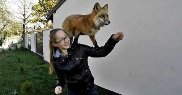 This Is My Pet Fox Freya Doing Tricks