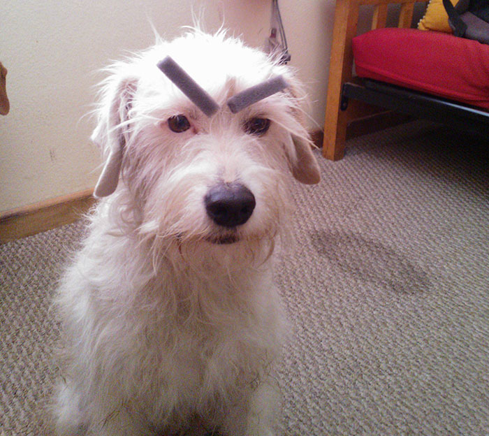 White dog with artificial eyebrows looking amusing.