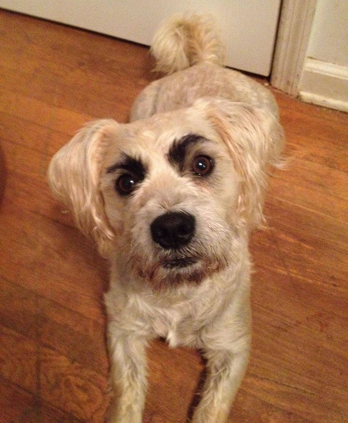White dog with comical black eyebrows looking up, wooden floor background.