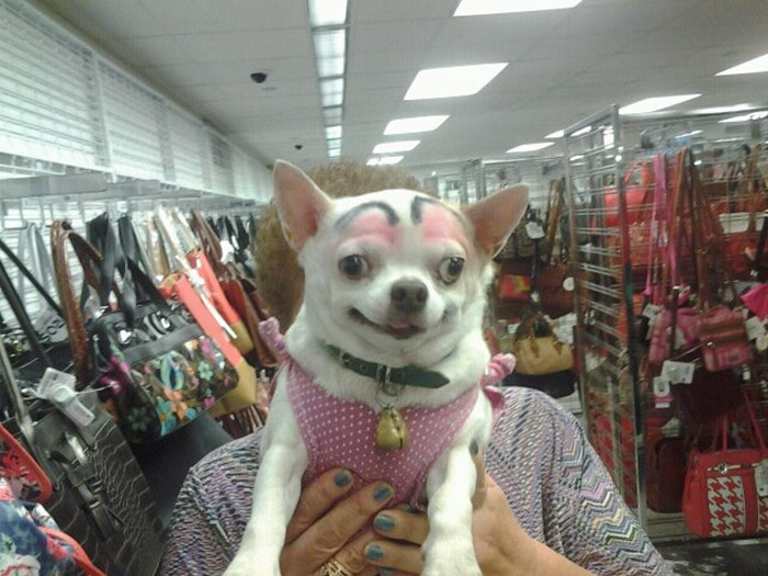 Chihuahua with black eyebrows being held in a store, surrounded by racks of colorful bags.