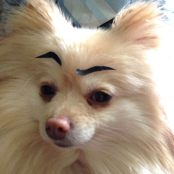 White dog with drawn-on eyebrows giving a humorous expression.