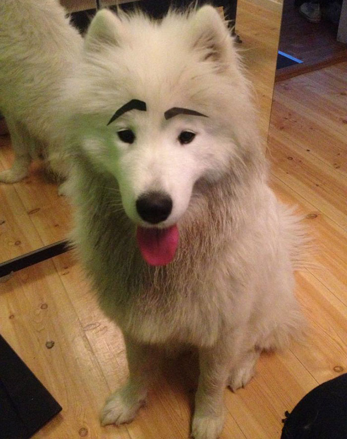 Samoyed dog with amusing drawn-on black eyebrows sitting on a wooden floor.