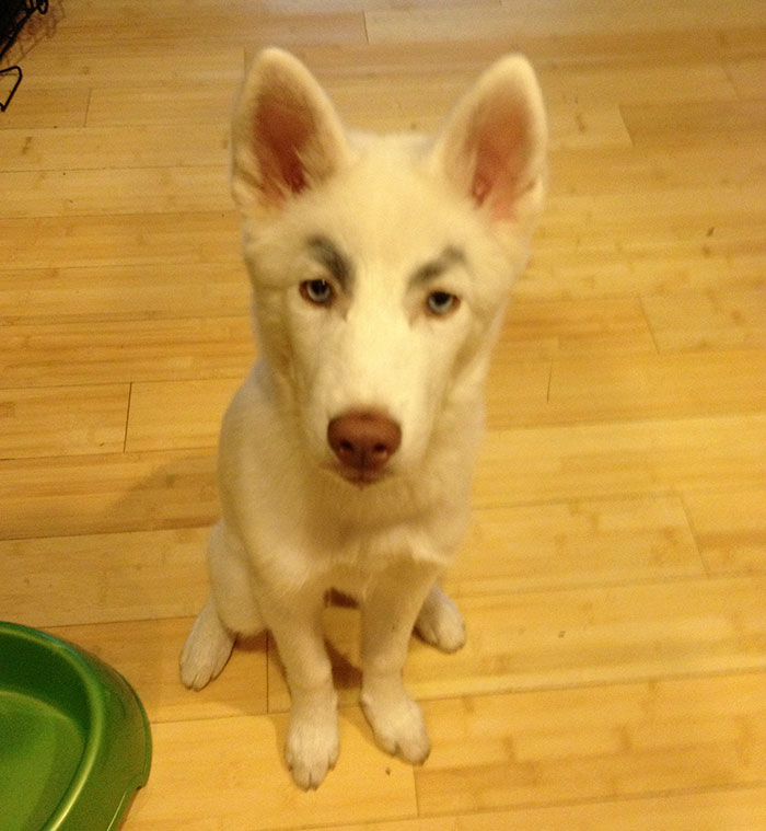 White dog with humorous painted-on eyebrows sitting on a wooden floor.