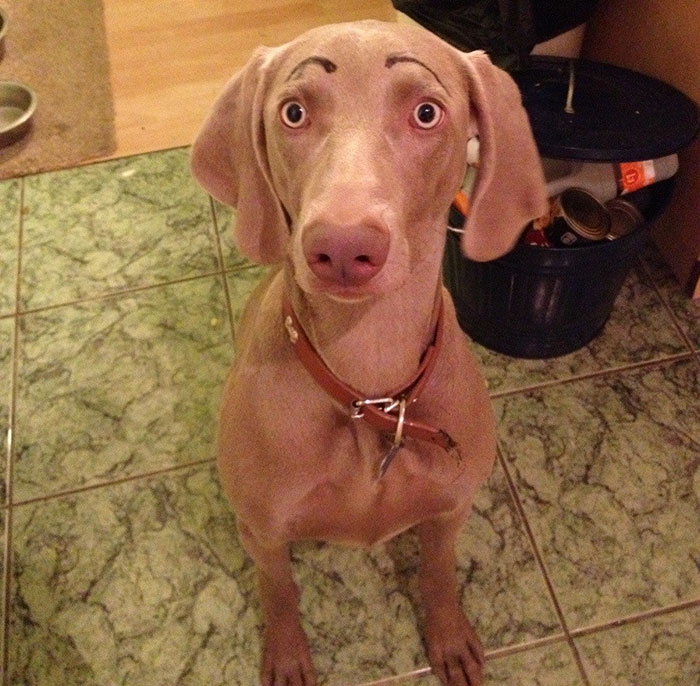 Vizsla dog with drawn eyebrows wearing a brown collar, looking up indoors.