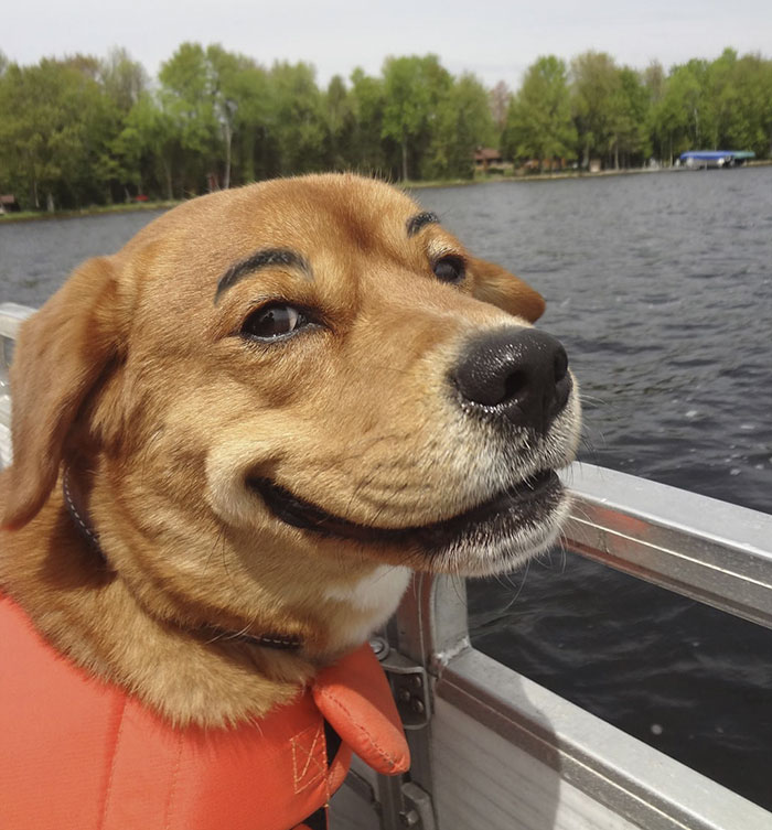 Dog with eyebrows on a boat, wearing an orange water vest, smiling by the lake.