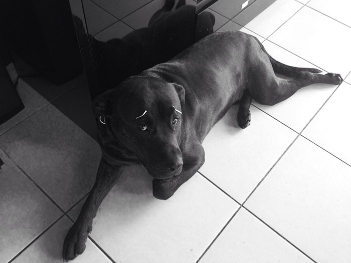 Black dog with funny white eyebrows lounging on a tiled floor.