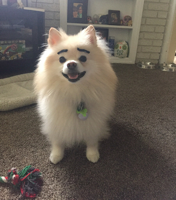 Spitz dog with drawn black eyebrows, standing on a carpeted floor, with a toy in the foreground.