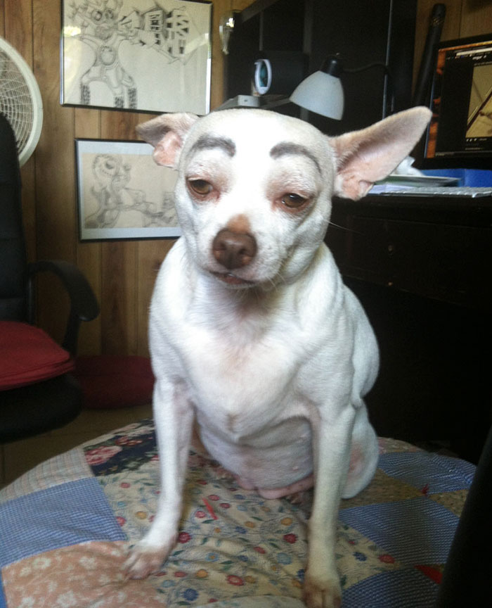 Funny image of a dog with drawn eyebrows sitting on a quilt, surrounded by artwork.