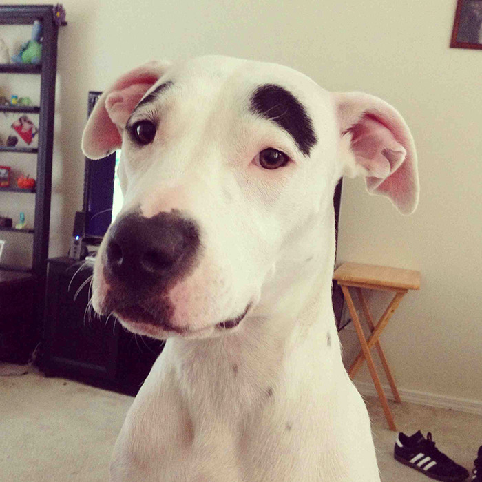 White dog with funny black eyebrows in a cozy living room.