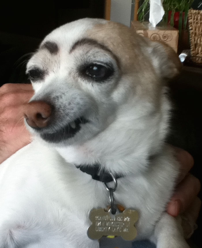 Chihuahua with drawn-on eyebrows, looking amused, adding a funny twist to its expression.
