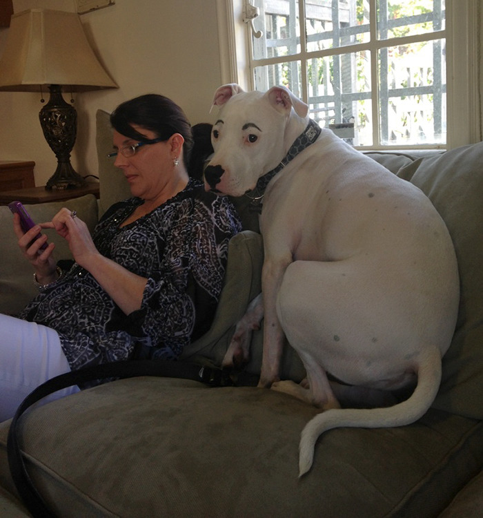 White dog with drawn-on eyebrows sitting on a couch.