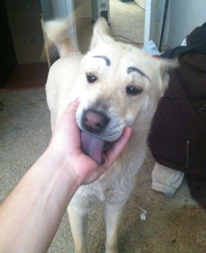 Dog with painted eyebrows licking a person's hand indoors.