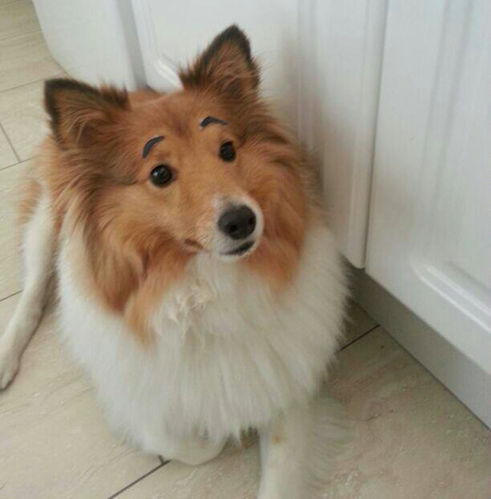Fluffy dog with amusing black eyebrows sitting on a tiled floor indoors.