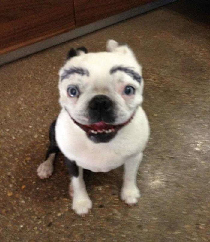 White dog with funny drawn eyebrows sitting on a brown floor.