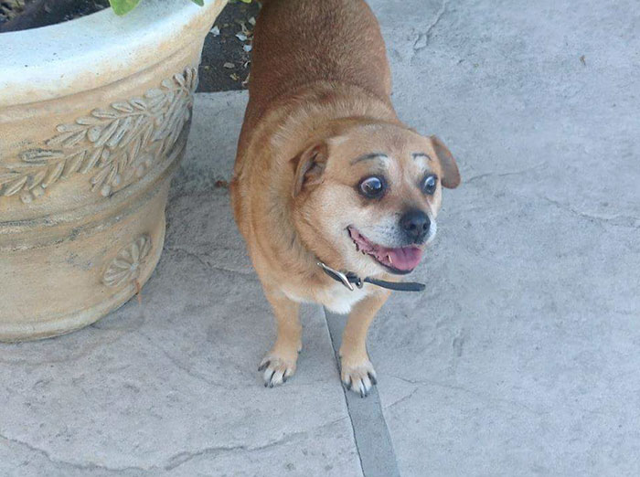 Dog with funny eyebrows wearing a black collar, standing by a decorative pot.