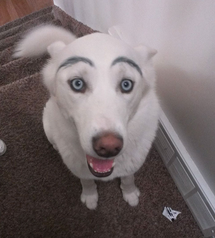 White dog with blue eyes and painted eyebrows, creating a funny expression.