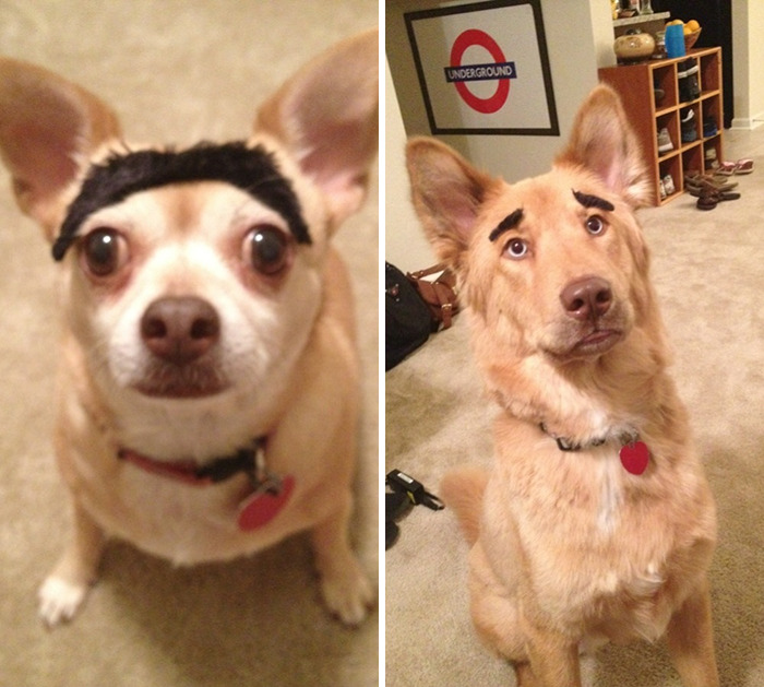 Dogs with eyebrows wearing collars, indoors, looking humorous and expressive.