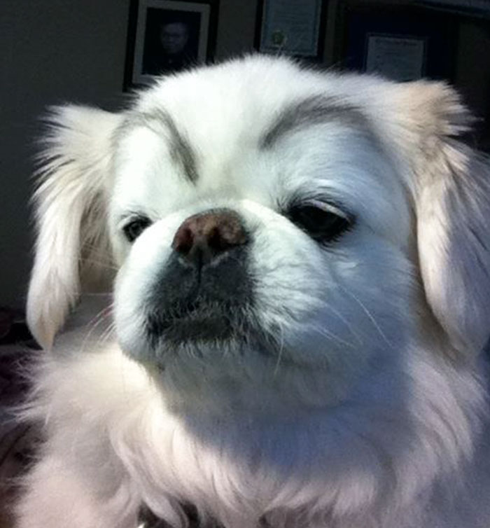 White dog with drawn-on eyebrows giving a comical expression.
