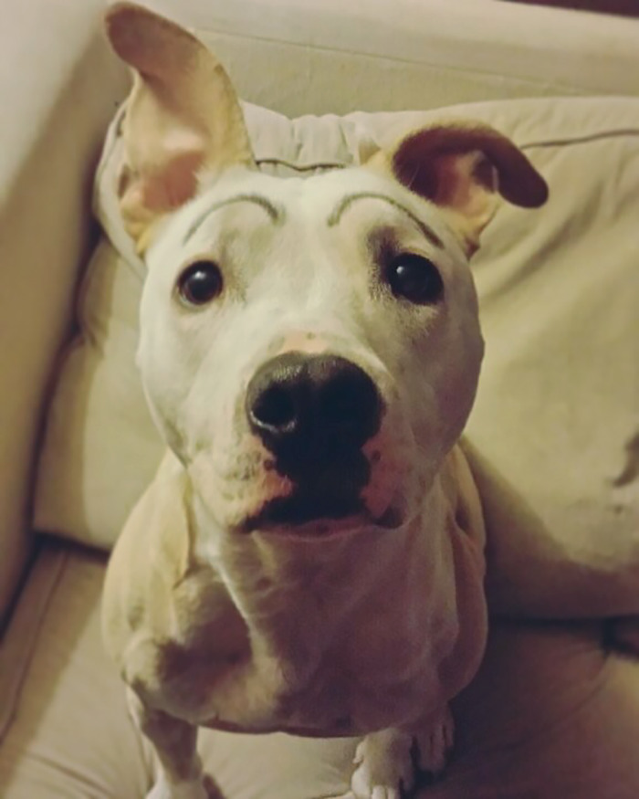 A dog with drawn-on eyebrows, sitting on a couch, giving a funny expression.