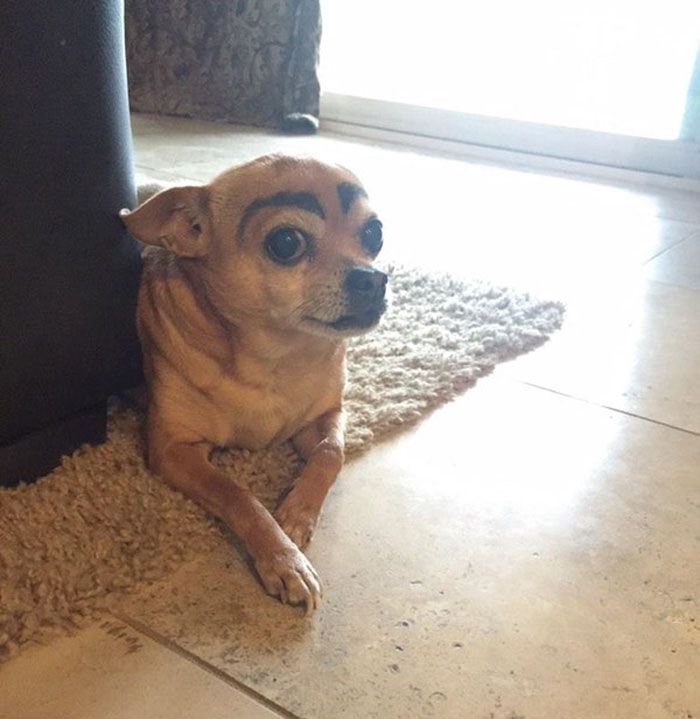 Brown dog with funny black eyebrows lying on a rug indoors.