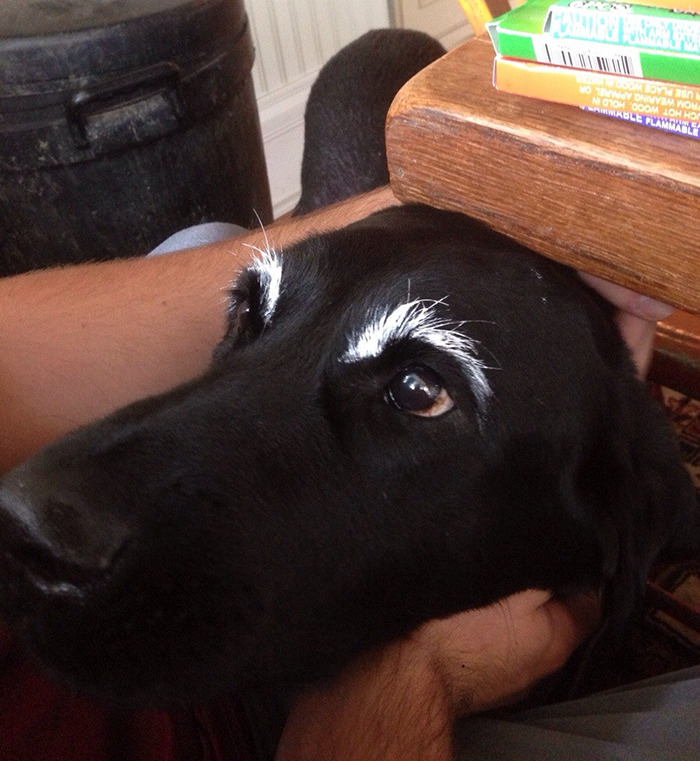 Black dog with funny white eyebrows peeking from under a wooden table.