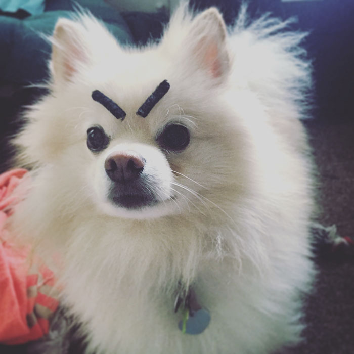 Funny spitz dog with black eyebrows looking comically angry.