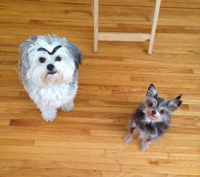 Two small dogs on wooden floor, one with drawn black eyebrows, creating a funny expression.