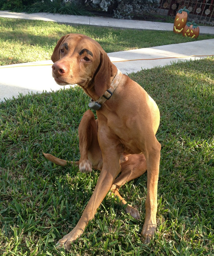 Brown dog with funny eyebrows sitting on the lawn.