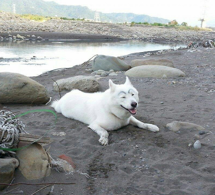 White dog with drawn eyebrows lying on a rocky riverbank.