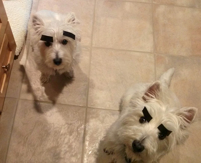 Two white dogs with painted eyebrows standing on a tiled floor, appearing humorous and expressive.