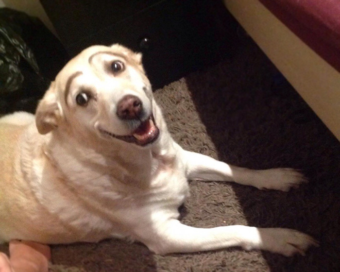 Dog with eyebrows lying on a rug, looking at the camera with a playful expression.