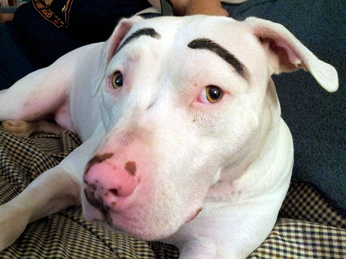 A white dog with drawn-on eyebrows lying on a checkered blanket.