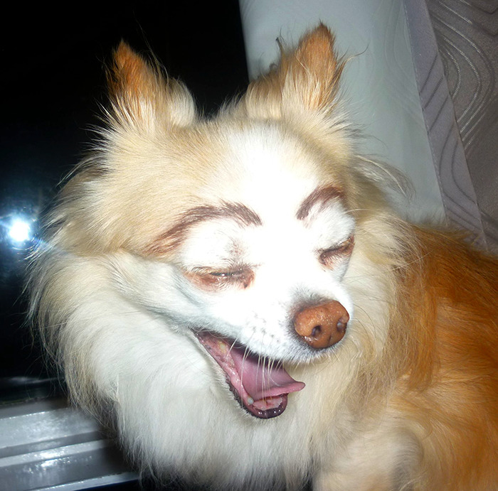Dog with eyebrows yawning, creating a humorous expression while sitting indoors.