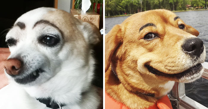 39 Funny Images of Dogs With Eyebrows
