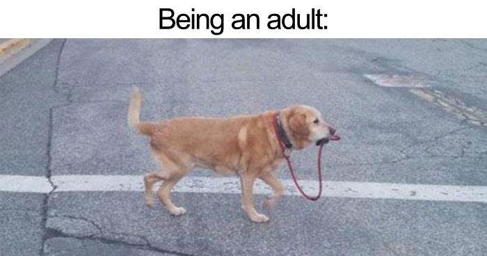 62 Hilariously Sad Adulthood Tweets That Will Make You Laugh Then Cry