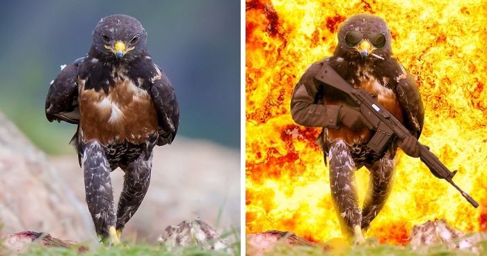This Badass Hawk Just Sparked The Most Intense Photoshop Battle Ever (95 Pics)
