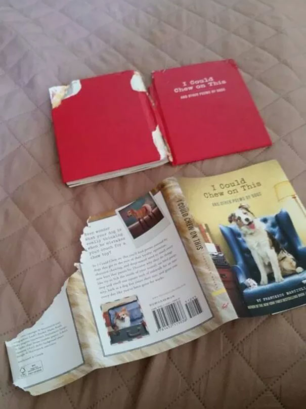 I Think My Dog Is Being A Smart Ass