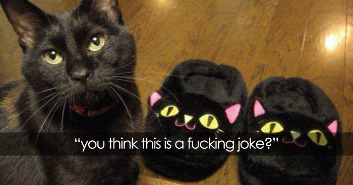 64 Animal Posts On Tumblr That Are Impossible Not To Laugh At